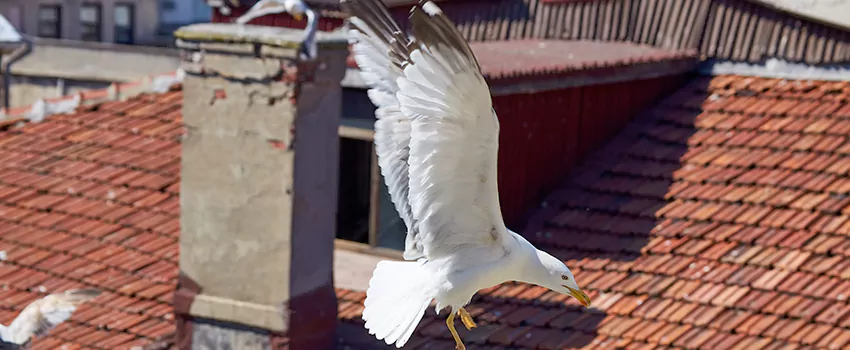 Residential Chimney Animal Removal Solution in La Ca, CA